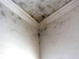 Why You Should Choose Our Mold Remediation Services in The Galena Territory, IL